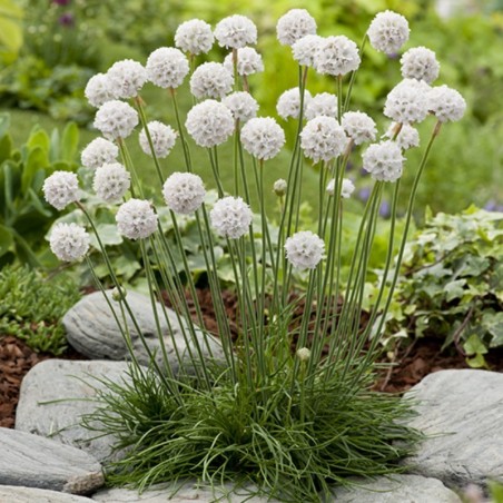 Allium Nigrum - Blanc