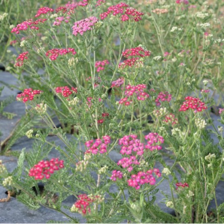 Achillea Millefolium Red Beauty - Rouge