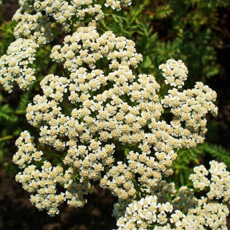 Achillea Nobilis Creme - Blanc