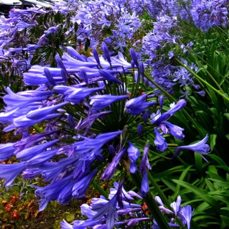 Agapanthus Blue Triumphator - Bleu