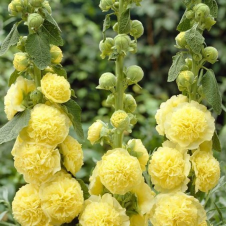 Alcea Charter'S Double Yellow - Jaune