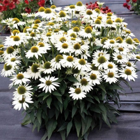 Echinacea Kismet White - Blanc