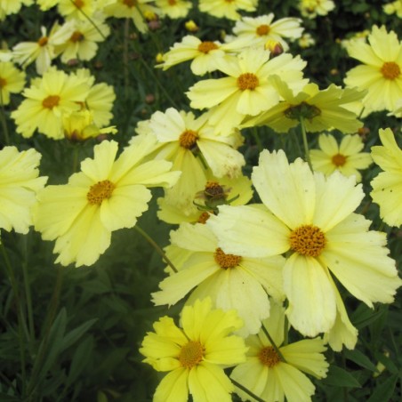 Coreopsis Full Moon® - Jaune Clair