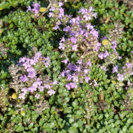 Thymus Hirsutus - Rose