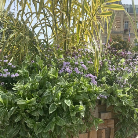 Tradescantia Zebrina - Vert Et Blanc