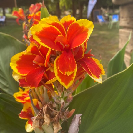 Canna Cannova F1 Red Golden Flame - Rouge Bord Jaune