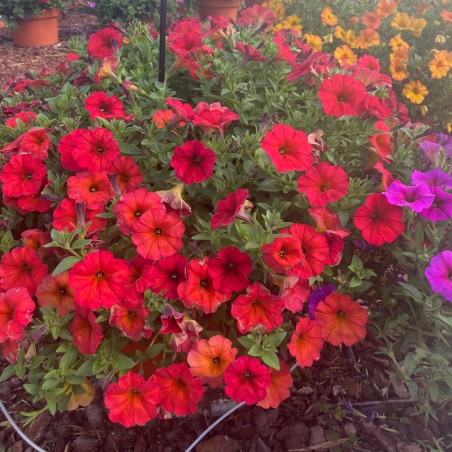 Petunia Beautical® Red Maple - Rouge