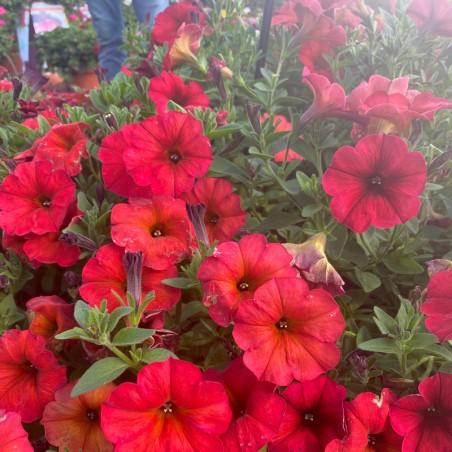 Petunia Beautical® Red Maple - Rouge