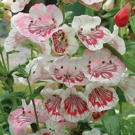 Penstemon Pensham Ice Cream S & Cream - Blanc Coeur Rouge