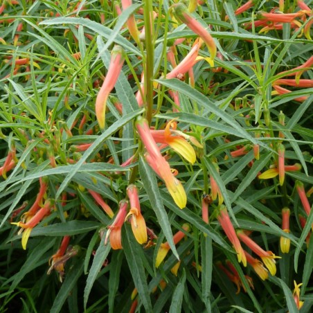 Lobelia Laxiflora - Orange