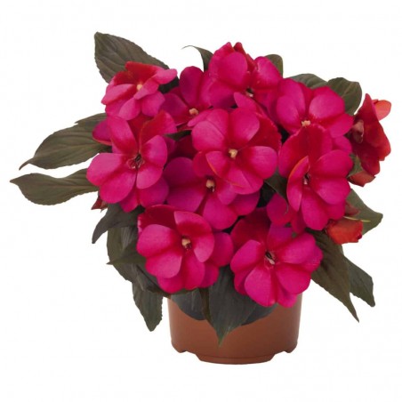 Impatiens Nouvelle Guinee Petitcoat Blue Star - Rouge Et Rose