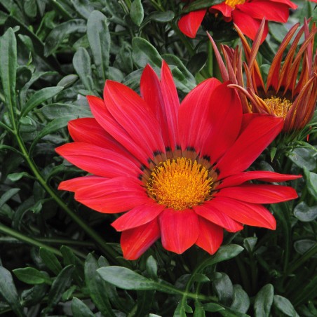 Gazania New Day - Rouge