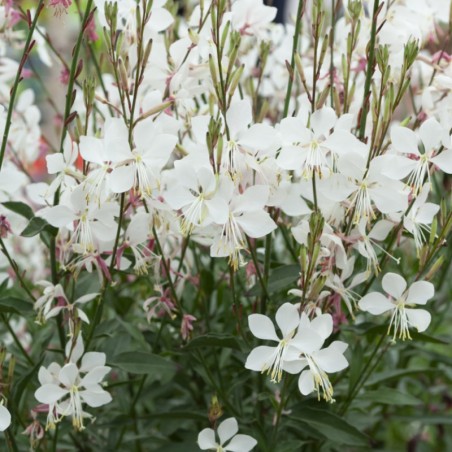 Gaura Gambit Compact White - Blanc