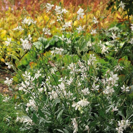 Gaura Gambit Compact White - Blanc