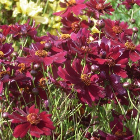 Coreopsis Limerock Ruby - Rouge