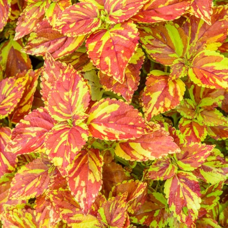 Coleus De Bouture Golden Freckles - Jaune Et Brun