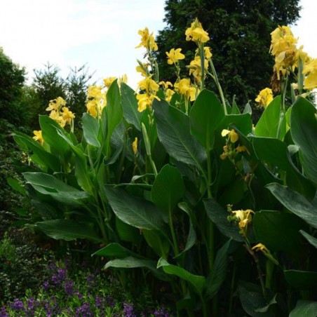 Canna Cannova F1 Yellow - Feuill Vert Flor Jaune