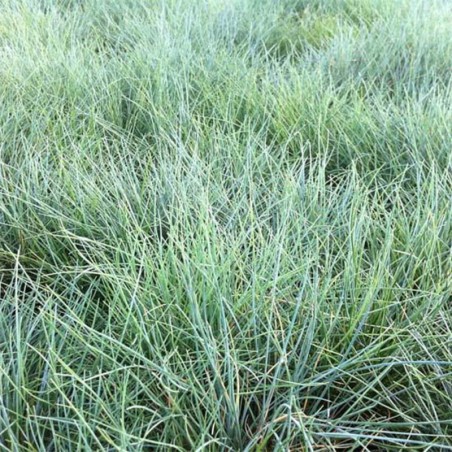 Festuca Valesiaca Glaucantha - Blanc / Vert