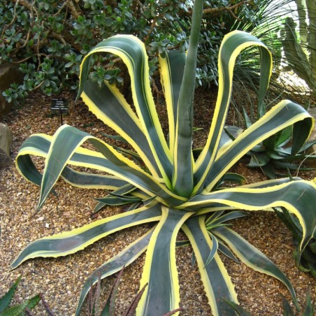 Agave Americana Variegata - Feuillage Panache