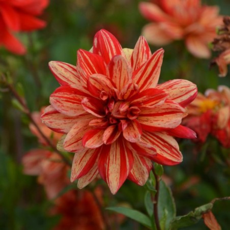 Dahlia Buisson Les Sables D'Olonne - Jaune Strié Rouge