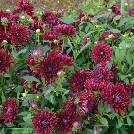 Dahlia Cactus Vibration - Rouge Profond Et Soutenu