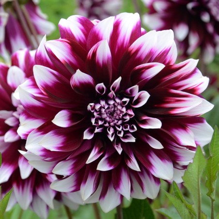 Dahlia Decoratif Contraste - Grenat Pointe Blanche