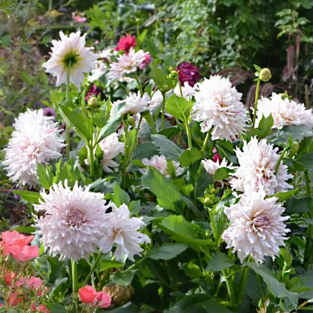 Dahlia Decoratif Riviera - Blanc Strié Magenta