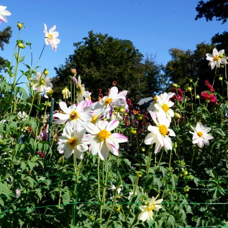 Dahlia Geant Lady Bee - Blanc Pur Strié Rose