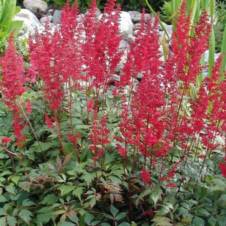 Astilbe Japonica Montgomery - Rouge