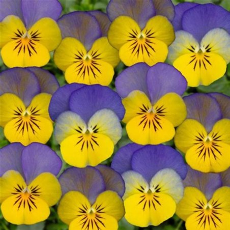 Viola Twix  Blue Morpho - Jaune Aile Bleu