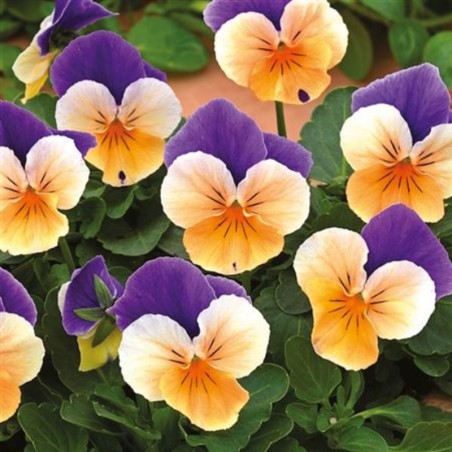 Viola Twix Apricot Azure Wing - Orange Aile Violet