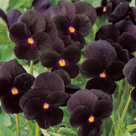 Viola Twix Black - Noir