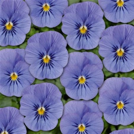 Viola Twix Blue - Bleu