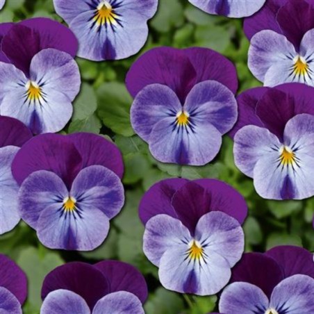 Viola Twix Blue Purple Wing - Lilas Aile Violet