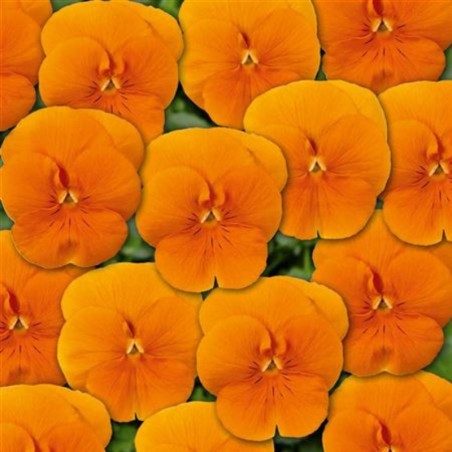 Viola Twix Orange - Orange