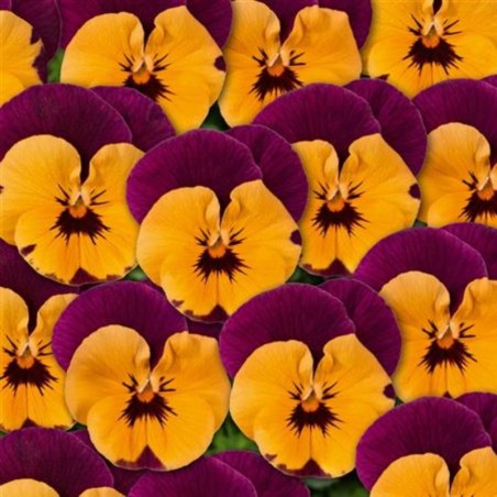 Viola Twix Orange Purple Wing - Orange Aile Violet