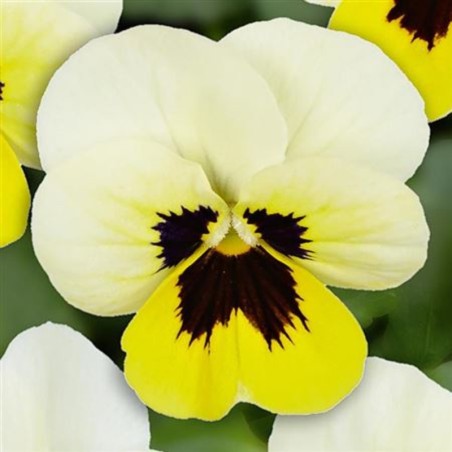 Viola Twix Power Lemon Frost With Eye - Jaune Claire Macule Noir