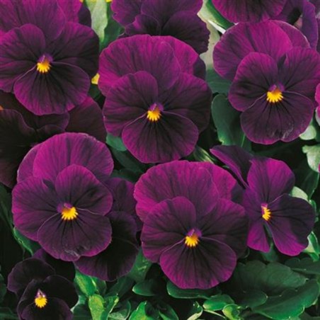 Viola Twix Violet - Violet