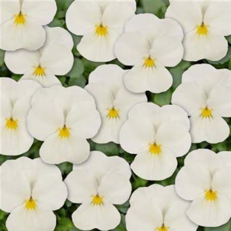 Viola Twix White - Blanc