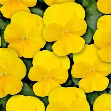 Viola Twix Yellow - Jaune Pur