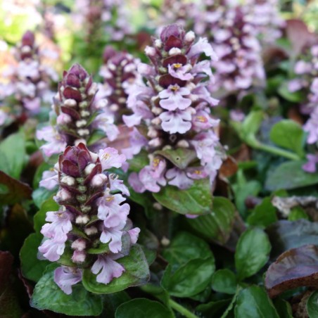 Ajuga Reptans Rosea - Rose