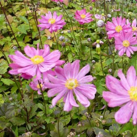 Anemone Hupehensis Prinz Heinrich - Rose Double