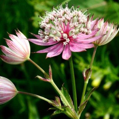 Astrantia Major Primadona - Rose