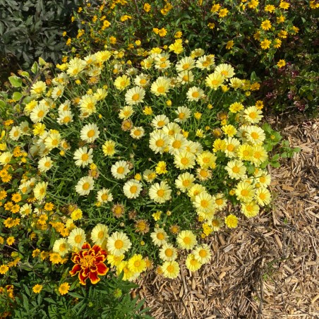 Anthemis Aramis Yellow - Jaune