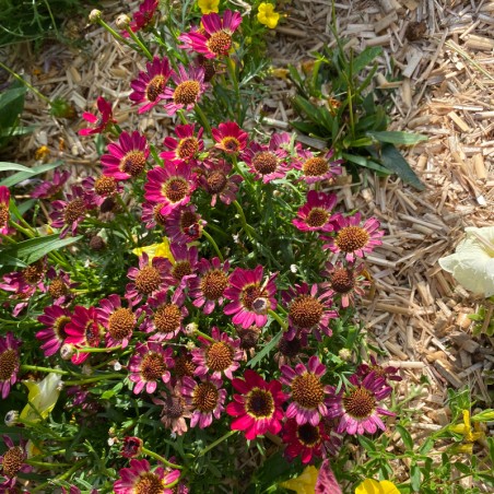 Anthemis Grandaisy® Ruby - Violet