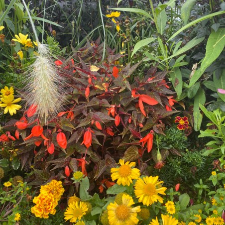 Begonia Boliviensis Summerwing Ebony & Orange - Orange