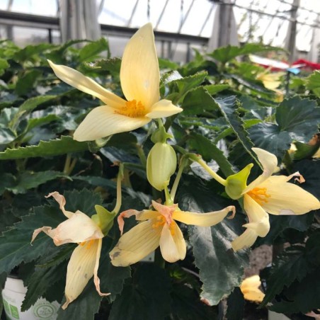 Begonia Boliviensis Summerwing Vanilla - Jaune Creme