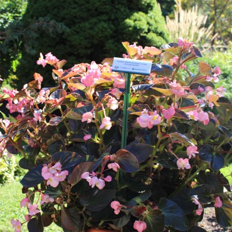 Begonia Megawatt Feuillage Bronze - Rose