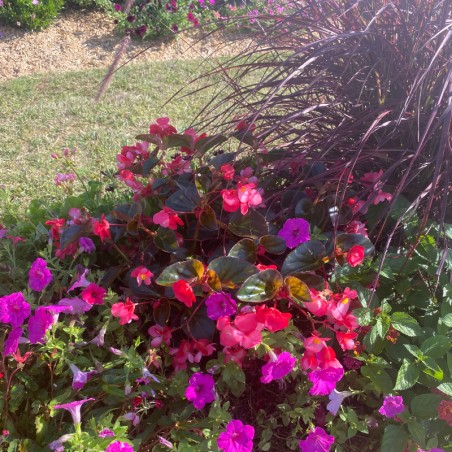 Begonia Megawatt Feuillage Bronze - Rose