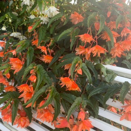 Begonia Pendula Belleconia Soft Orange - Orange